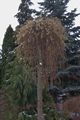 Salix caprea Pendula lub Repens Wierzba iwa